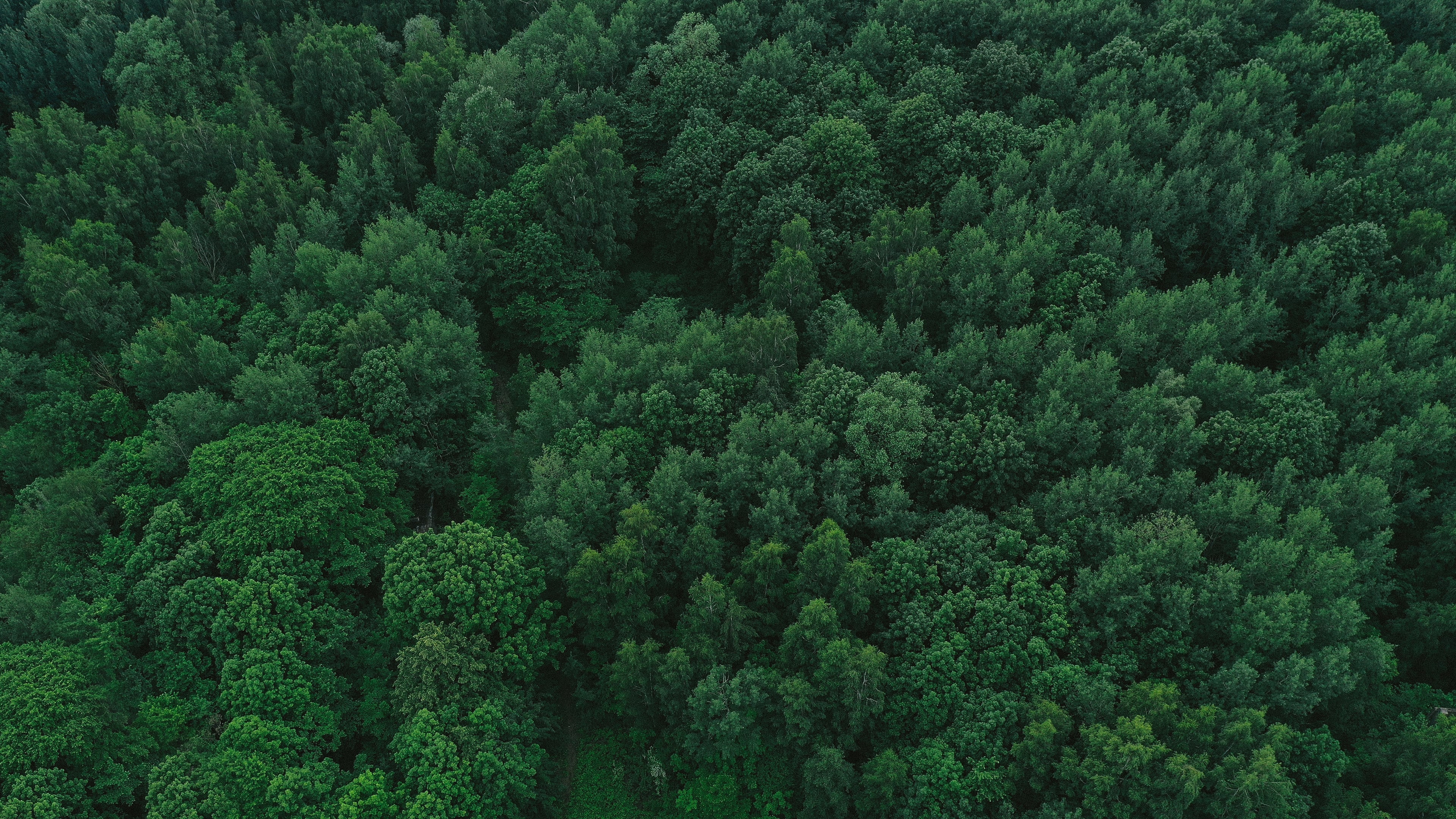 Background Image: a green forest